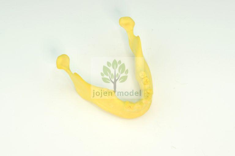 Jojen Model: Your Premier Dentoforms Manufacturer from China