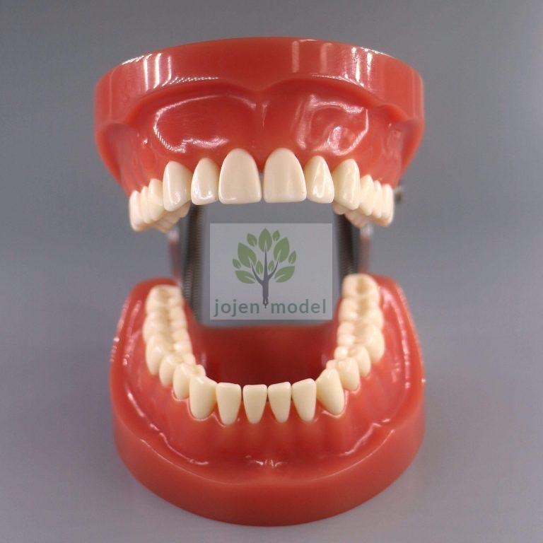 Jojen Model – Precision Dental Models for Modern Dentistry