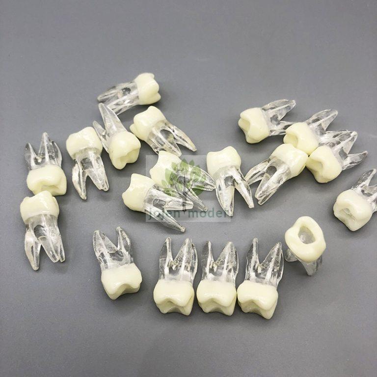 Premier Teeth Models from China Manufacturer