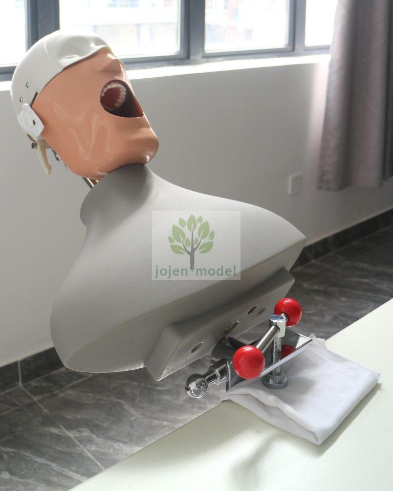 Premium Dental Manikins by Jojen Model: Leading China Manufacturer and Factory